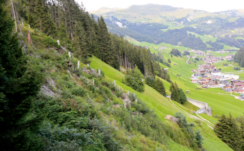 Siedlungsnaher Schutzwald in Tux Foto: Gerda Gratz