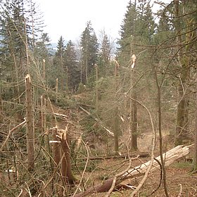In Kössen 6000 fm Schadholz durch Sturm Emma