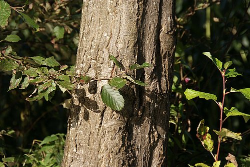 Grau-Erle (Alnus incana)