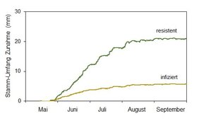 Abbildung 3. Saisonales Wachstum der resistenten und der stark infizierten Fichte in Aldrans im Jahr 2017.