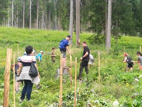 Die Volksschüler aus Obertilliach pflanzen einen Mischwald