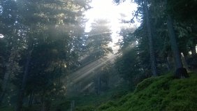 Foto: Vereinigung der Waldaufseher und Forstwarte Tirols